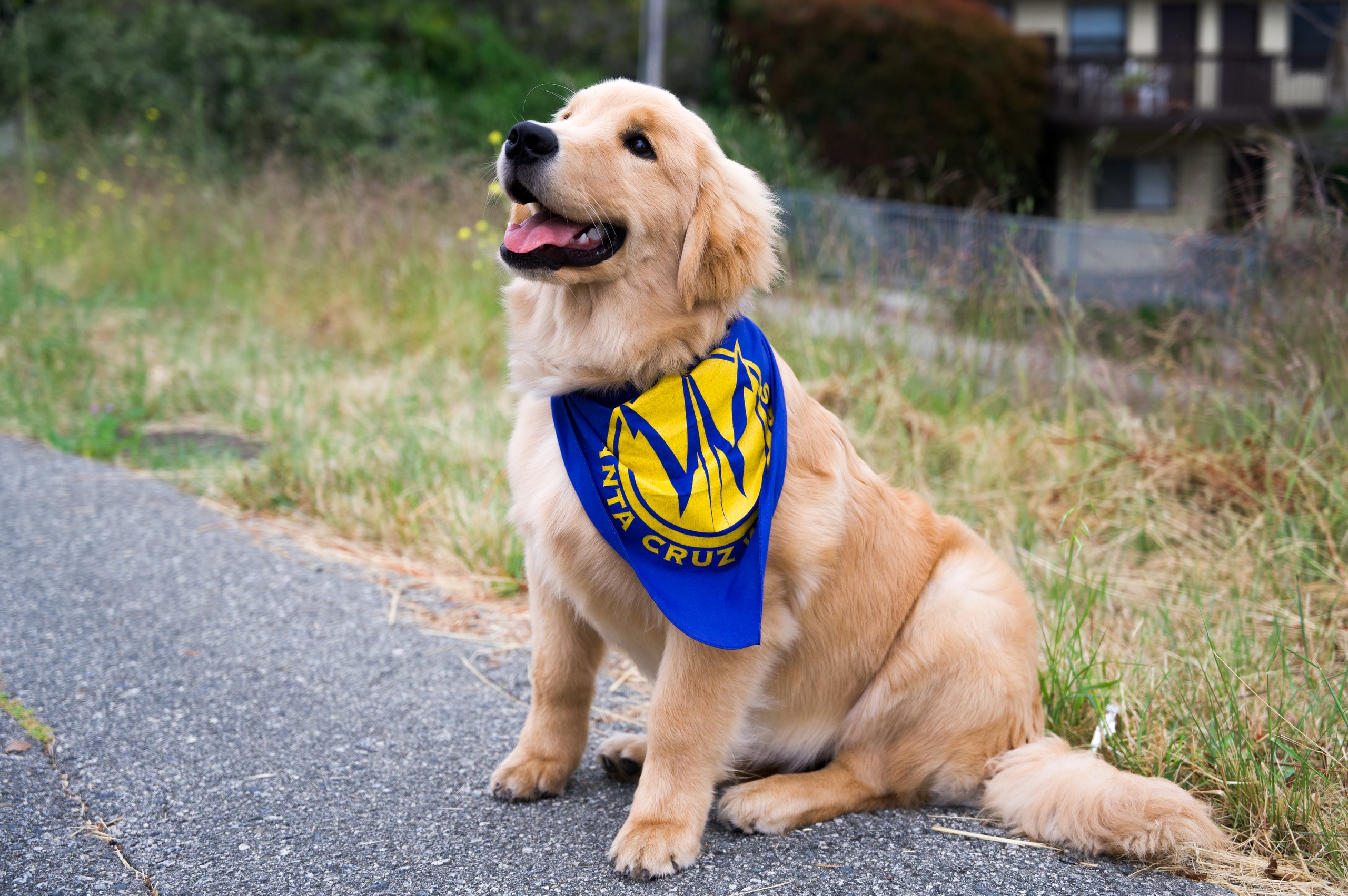 Warriors dog outlet bandana